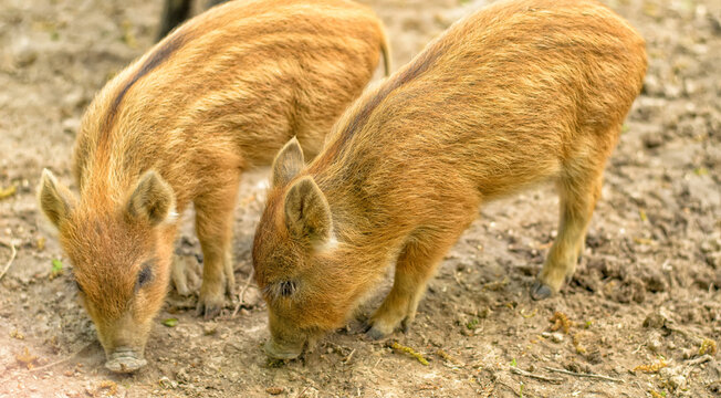 A couple of little brown striped wild piglets (Sus scrofa) looking for food, close-up