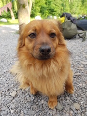 Cute sweet dog © Greg