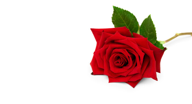 Elegant Red rose flower closeup