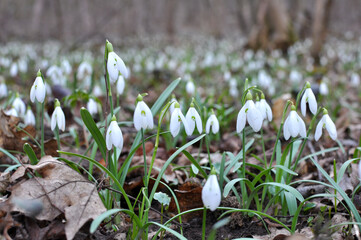 In the forest in spring snowdrops (Galanthus nivalis) bloom
