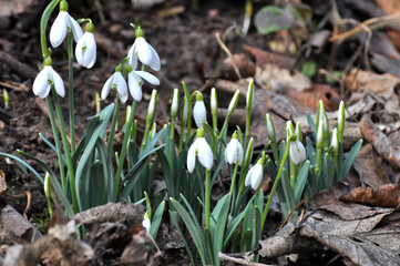 In the forest in spring snowdrops (Galanthus nivalis) bloom
