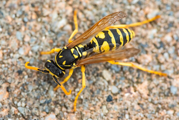 Wasp. Large wasp. Dangerous fly Striped fly