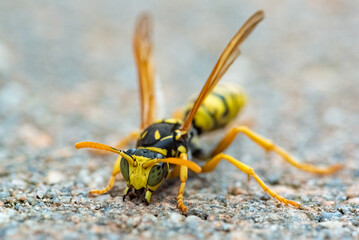 Wasp. Large wasp. Dangerous fly Striped fly