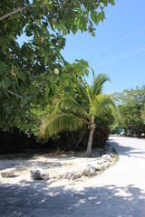 Palm Tree along Beach Path
