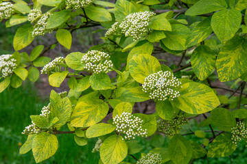 Viburnum lantana - Variegatum