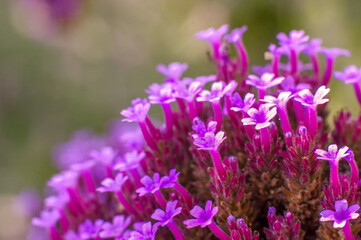 A closeup shallow focus shot of pink valerian flower