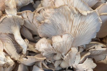 Mushrooms in the market. Delicious, organic and fresh mushroom. Top view, flat lay.
