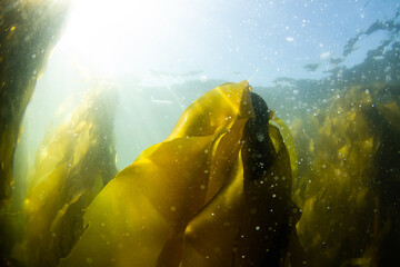 Bull Kelp forest, Vancouver Island, B.C., Canada. - obrazy, fototapety, plakaty
