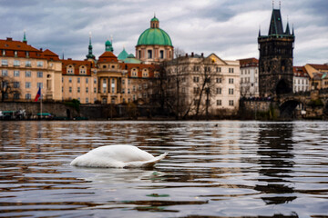 charles bridge