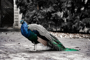 Obraz premium peacock with feathers