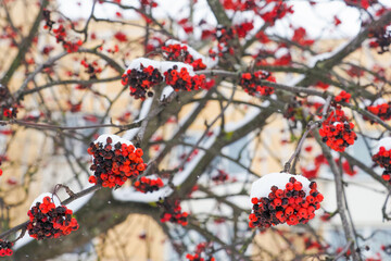 Sorbus aucuparia, rowan red berries. Branches mountain ash covered with snow in beautiful winter park