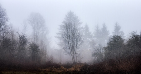 Canadian rain forest with green trees. Early morning fog in winter season. Tynehead Park in Surrey, Vancouver, British Columbia, Canada. Dark Artistic Nature Background