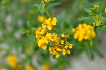 Mexican marigold