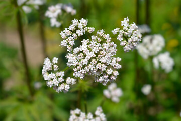 Common valerian