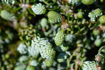 Korean Fir Kohouts Ice Breaker