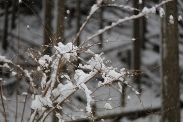 snow covered branches