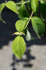 Hybrid flowering dogwood Stellar Pink
