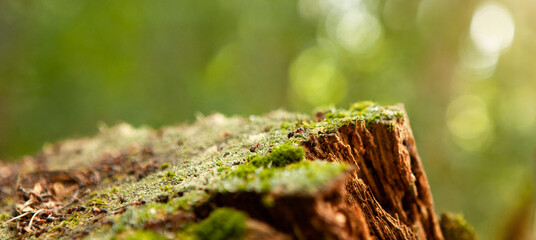An anthill is being built on the old foam in the forest.