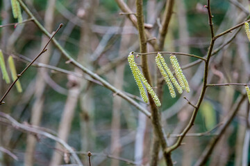 close up detailed shot of golden Hazel (Corylus avellana) catkins also known as lambs tails 