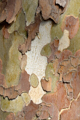 London plane