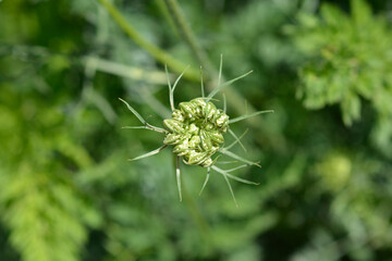 Wild carrot flower