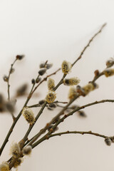 Willow branches close up in sunny light on white wall background. Happy Easter ! Simple stylish easter decor. Space for text. Blooming pussy willow, spring time