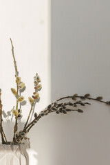 Willow branches close up in sunny light on white wall background. Happy Easter ! Simple stylish easter decor aesthetics. Space for text. Blooming pussy willow, spring time