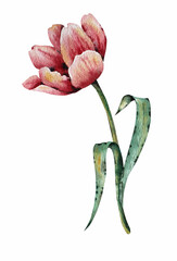 Watercolor drawing of a pink tulip. Print