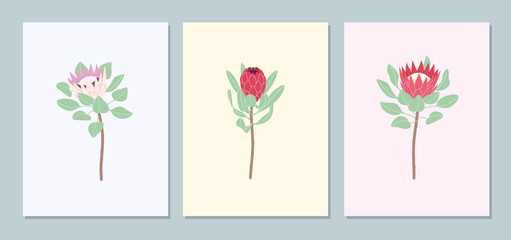 Floral Posters Set with Protea Flowers
