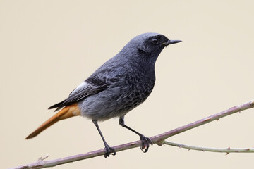 Male black redstart - Phoenicurus ochruros