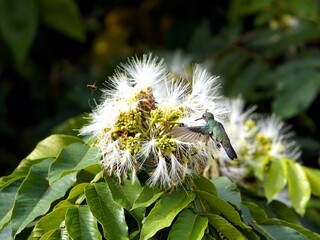 Glittering-throated Emeralds (Amazilia fimbriata) Trochilidae family. Amazon, Brazil