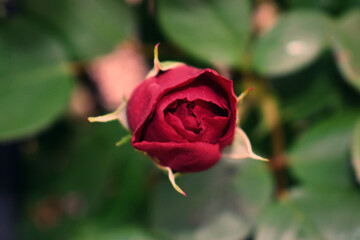 single red rose