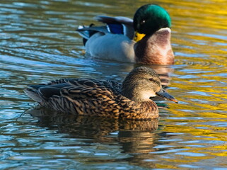 The mallard (Anas platyrhynchos). Duck in the pond. Swiming duck. Wild duck.
