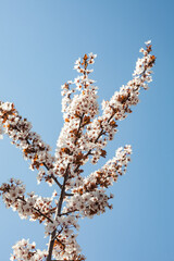 Japanese cherry blossom in full blooming sakura