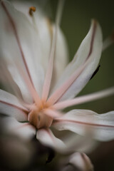 Fototapeta premium Flor blanca white flower 01