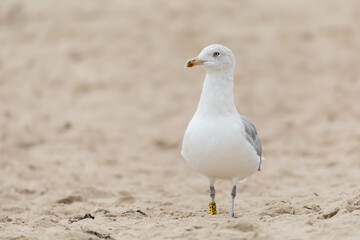Mewa srebrzysta, Larus argentatus