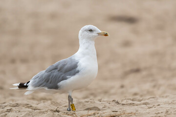 Mewa srebrzysta, Larus argentatus