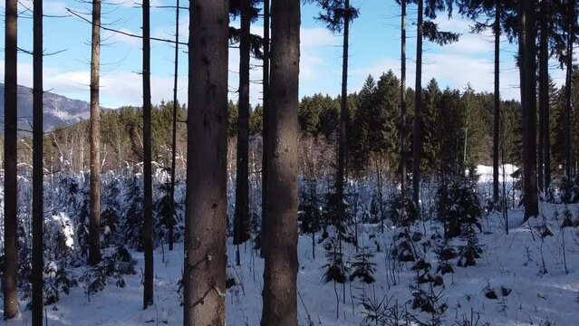 Vom Waldboden bis &uuml;ber den Baum