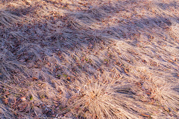 dry yellow grass and dry yellow leaves