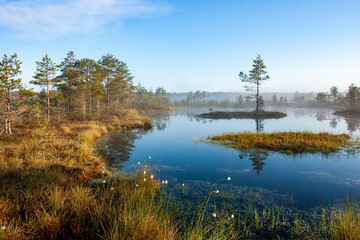 Beautiful early morning view of bog pond with a tree on an island in Estonian nature