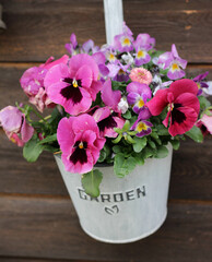 colorful pansies and horned violets in flower pot blooming in spring