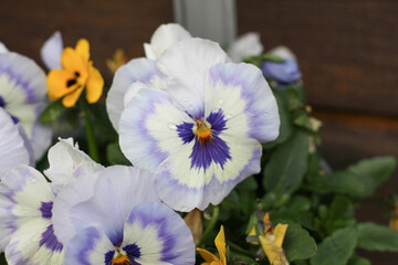 white and blue pansy in flower pot in spring