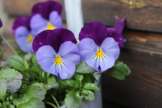 blue and violet pansy in flower pot