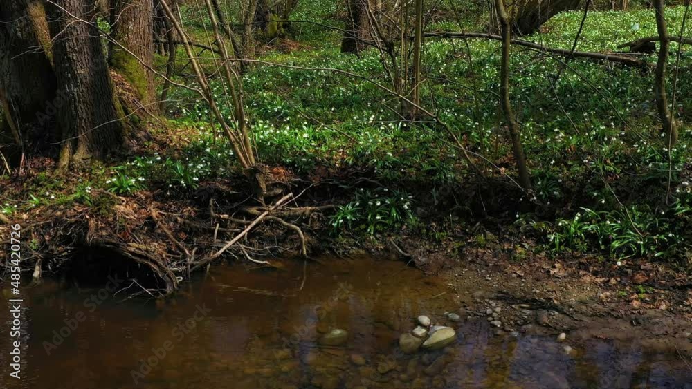 Wall mural Spring in the forest with snowdrops, nature revives near the water among wild trees and a large number of beautiful white fragrant flowers. Drone flying video.