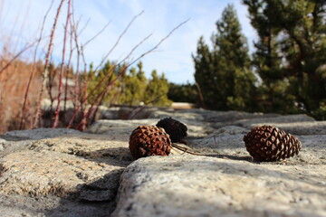 Pine Cones and Forest