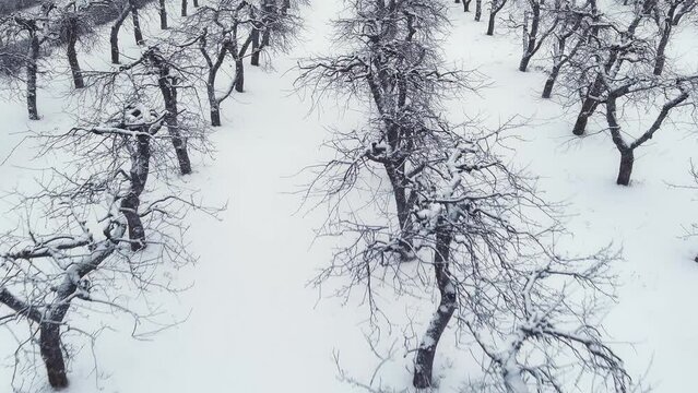 Apple trees in the snow in the winter garden are planted in several rows. Drone video