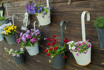 Fototapeta na wymiar colorful spring flowers hanging in flower pots on wooden wall in garden
