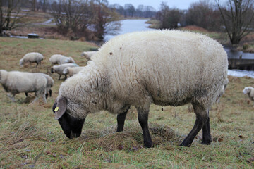 rainy day in Steinhorst basin