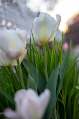 White tulip blossoms, grows near the fence, against the background of the sunset. Bright green grass. White tulip with yellow stripes. Gardening and decorating your garden.
