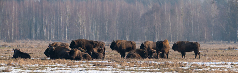 The European bison (Bison bonasus) 
